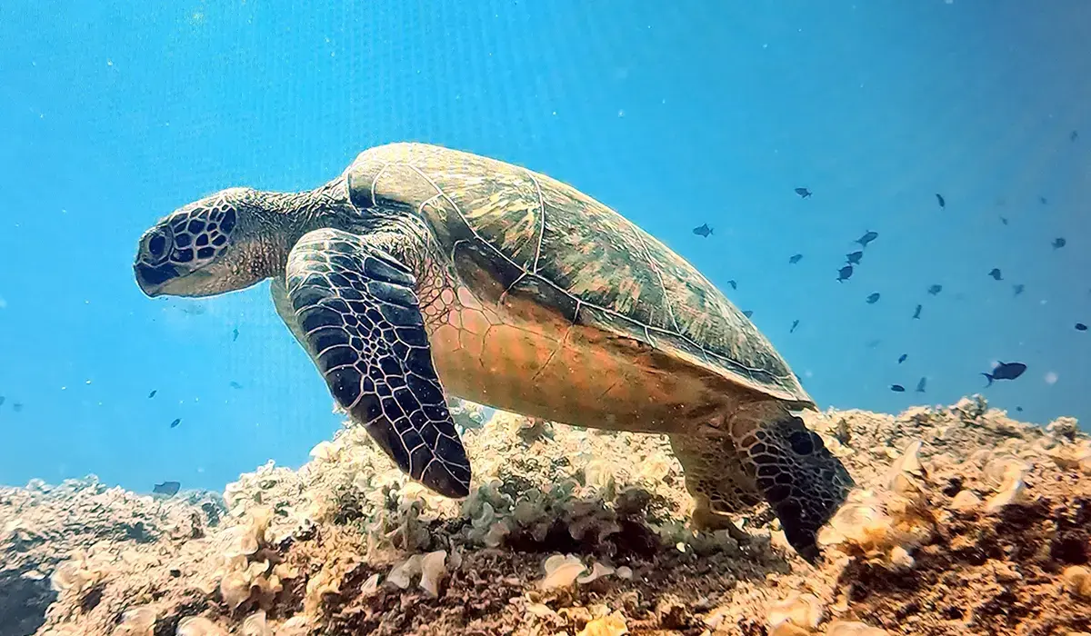Plongée dans le Nord avec Ocean Spirit :  Jill Holloway et la beauté secrète des fonds mauriciens